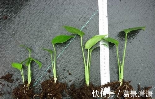 龟背竹的扦插方法都在这里,两个月就能生根