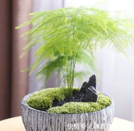 文竹不长了5个“小技巧”，长得又快又美，郁郁葱葱一大丛！