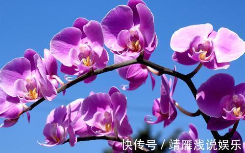 蝴蝶兰是有名的年宵花，开花似蝴蝶，十分好养你也能上手