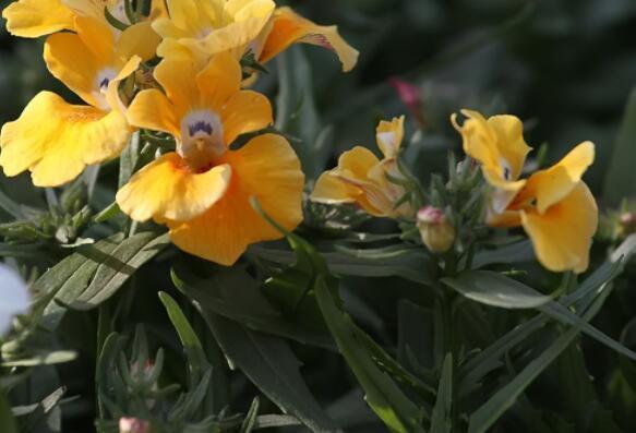 此款木本花卉,花开媲美牡丹,仙气十足,花香怡人,堪称盆栽佳品