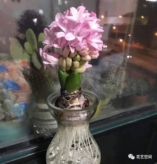 土培|这三种花不是一次性花,开花一次接一次,“手欠”扔掉太可惜!