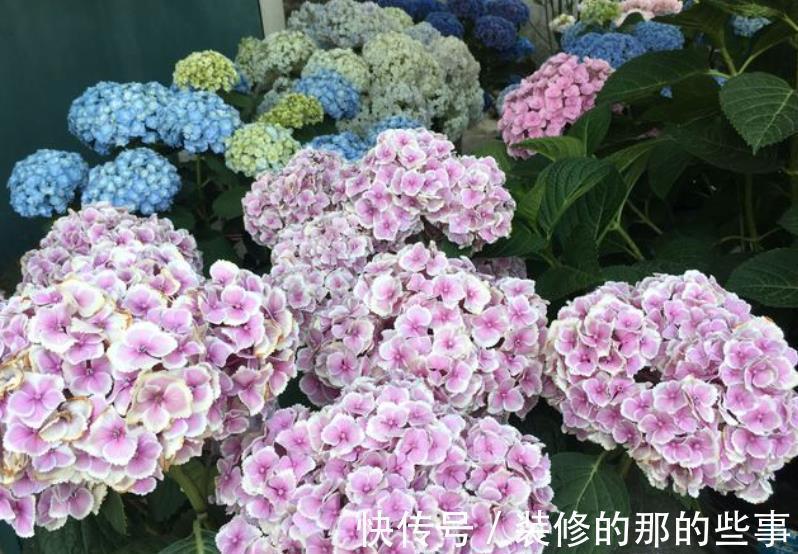 10月逛花市,7种花不能买,带回家养不好,来年不开花
