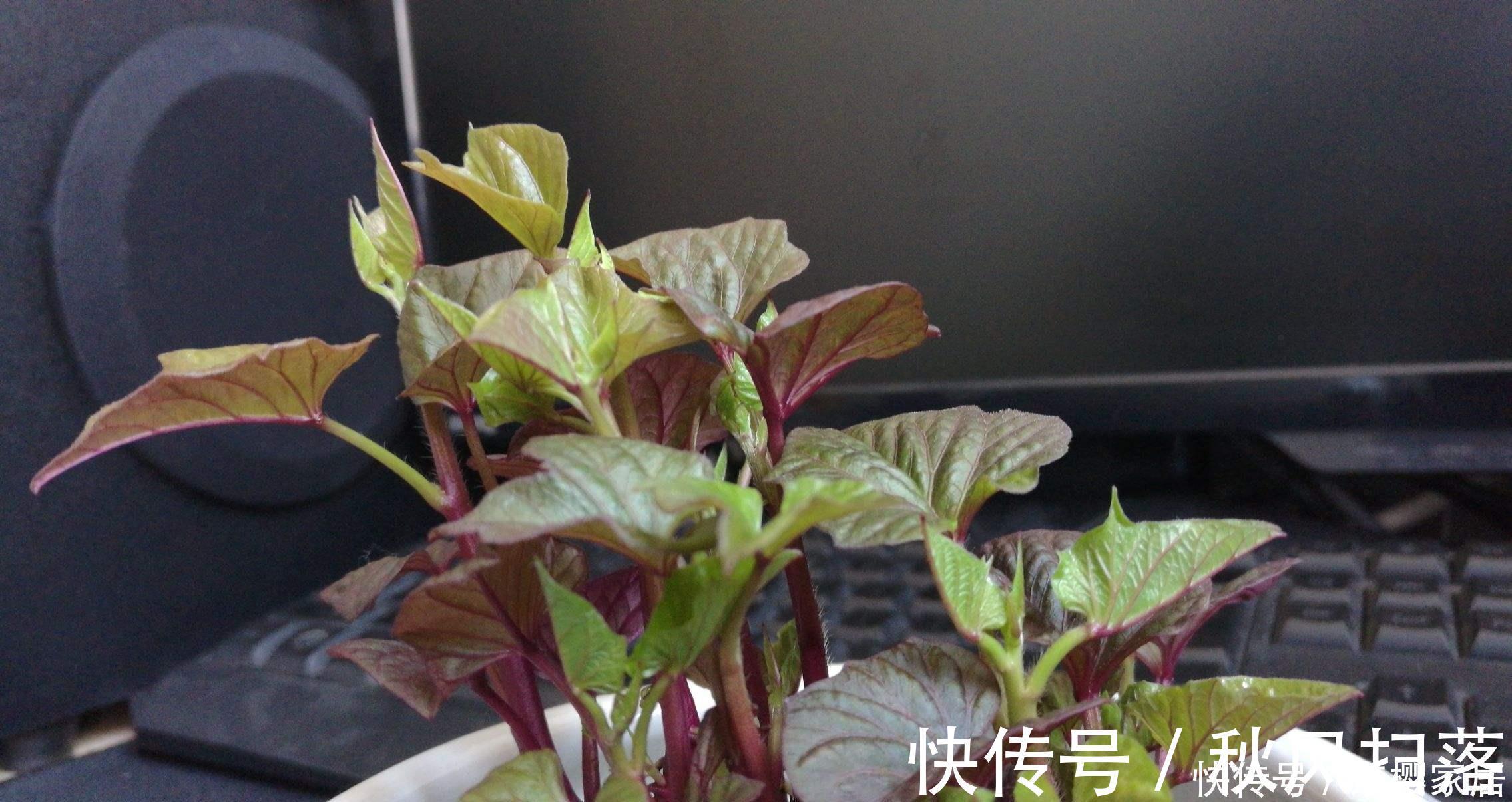 小森林|蔬菜中的“皇后”,比绿萝还好看,一个月长成小森林,天天炒菜吃