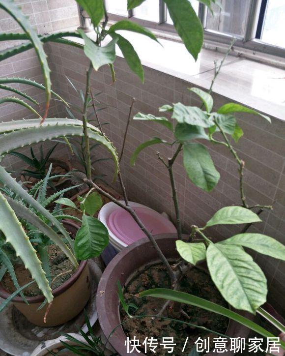 果子|盆栽柠檬只开花不结果？春天做好4件事，夏天果子满枝头