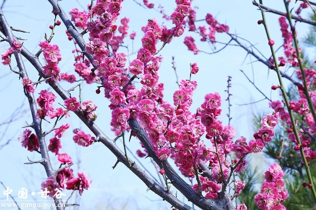 【春日印象】甘谷：梅花盛开春意闹