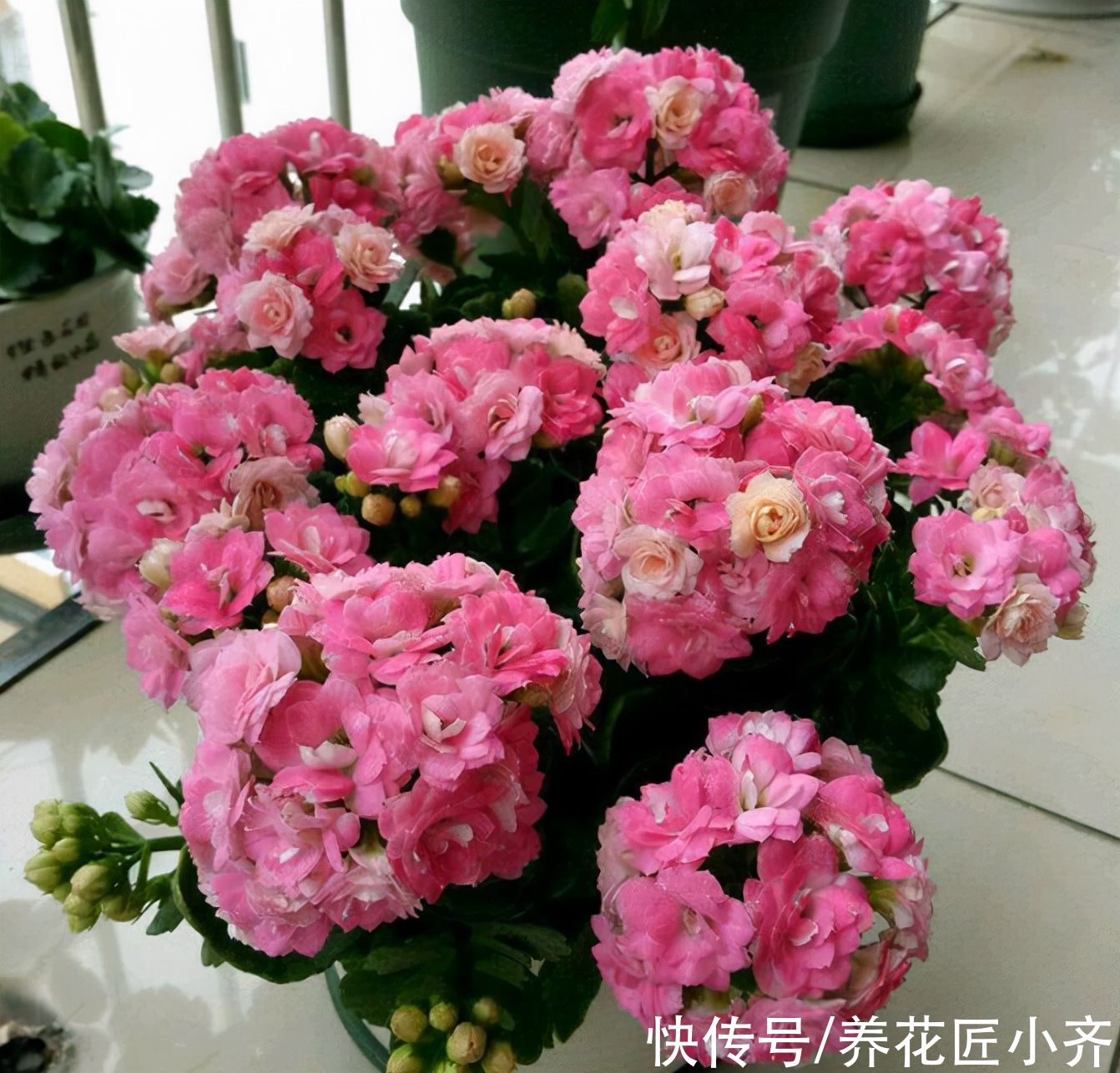 阴天|想让长寿花花杆矮小“变花球”，这2点一定要精准掌控