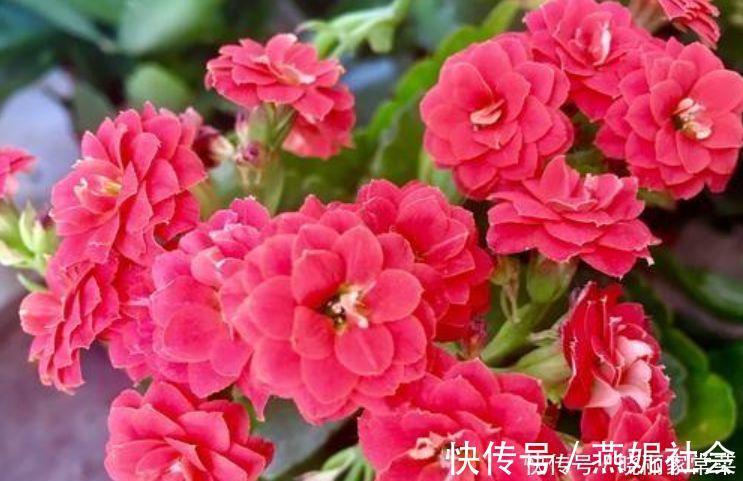 4种花自带财运,好养易活不招虫,越贱养越爆盆,还花香四溢!