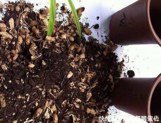 花盆|4种垃圾家家都有,垫在花盆里,半年长出白菜根早看少吃亏