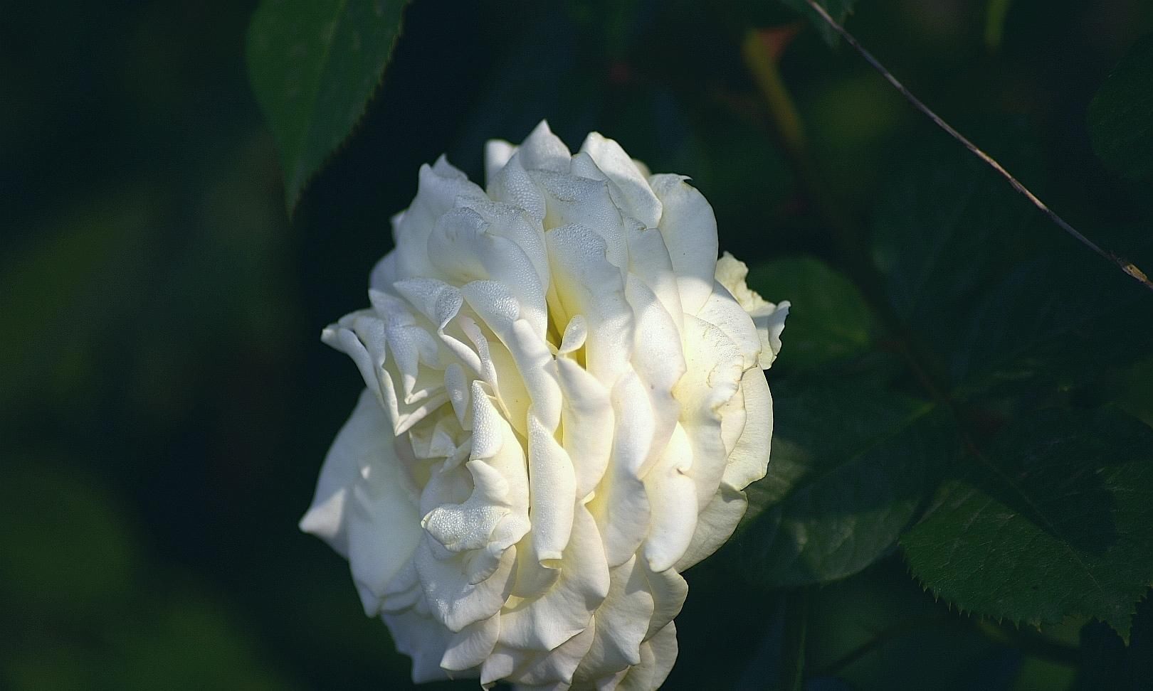 月季|樱花退去月季来，“花堤柳岸”花盛开（一）