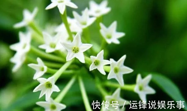 10种不能在室内养的花,家里有老人小孩的要注意!