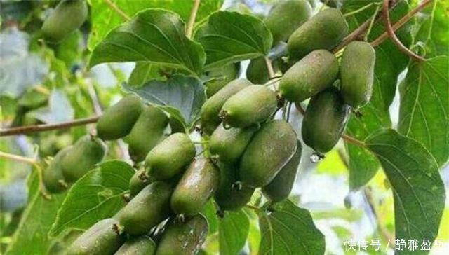 橙子|少养两盆花,院子也要种这种果树,沾土就活,甜味不输橙子