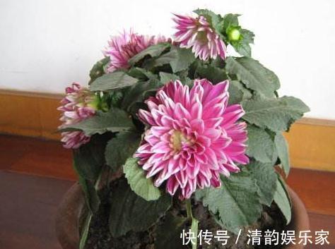 种花|家里“3种花”,一见光就开花,一年四季摆阳台,朵朵花开红艳艳