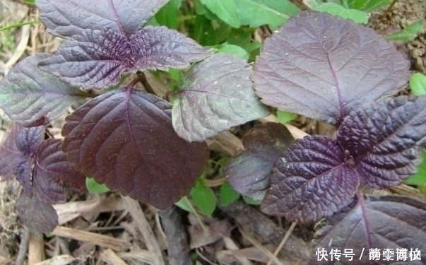 清热解毒|路边不起眼的野菜，不可错过，每天食一点，清热解毒，还治咳嗽