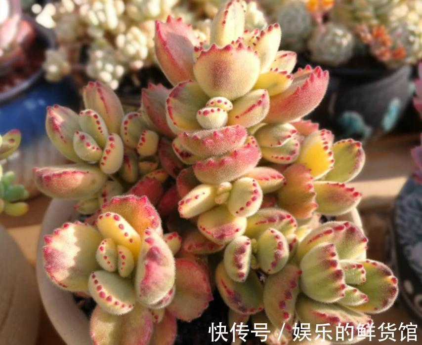 该怎么养好多肉植物白熊锦?抓住这些,长得肥肥胖胖,更漂亮