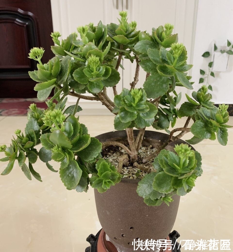 花箭|1盆长寿花长出“25根”花箭,掌握“4个技巧”,你也可以做到