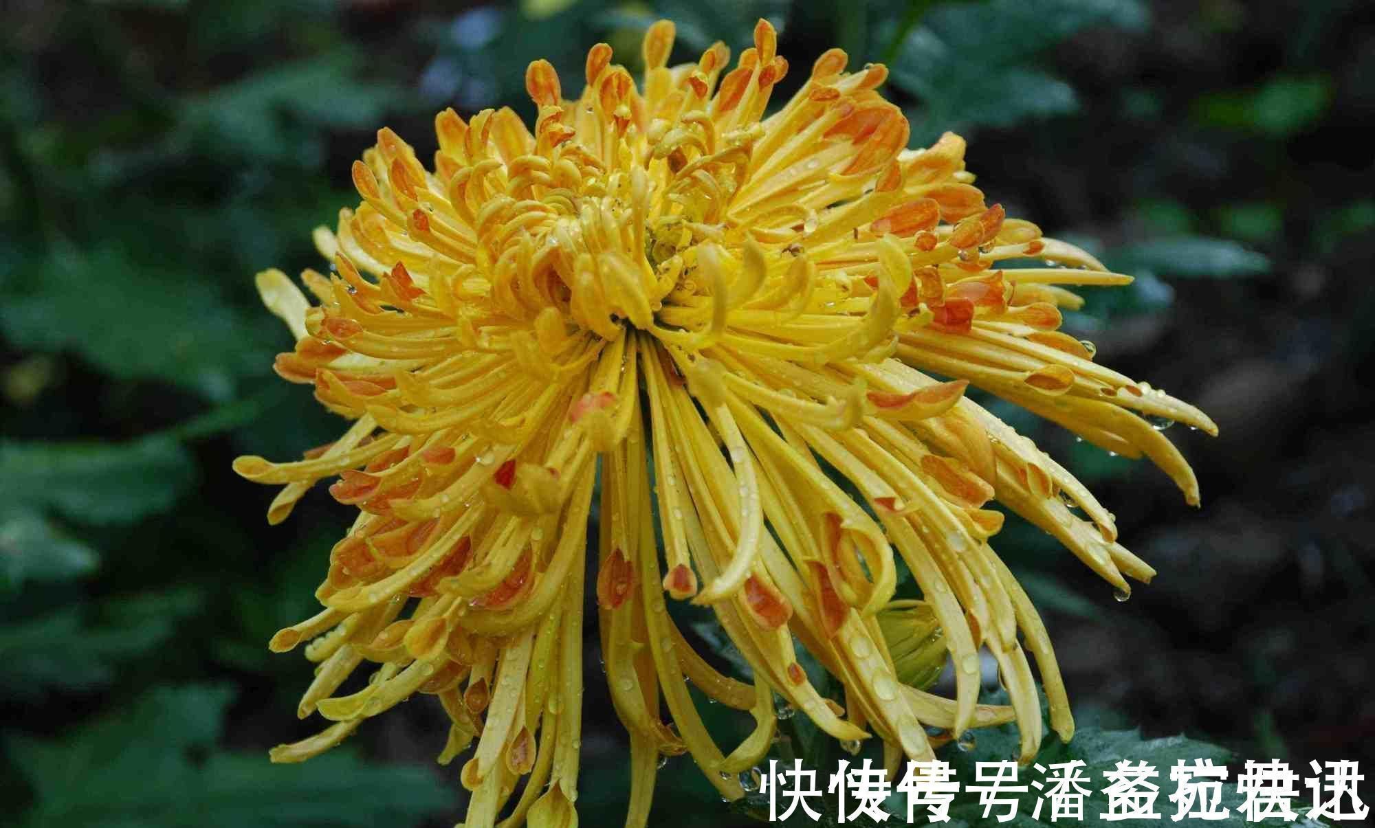 陶渊明#元稹最经典的一首咏菊诗,写出了不一样的菊花,通篇美得令人心醉
