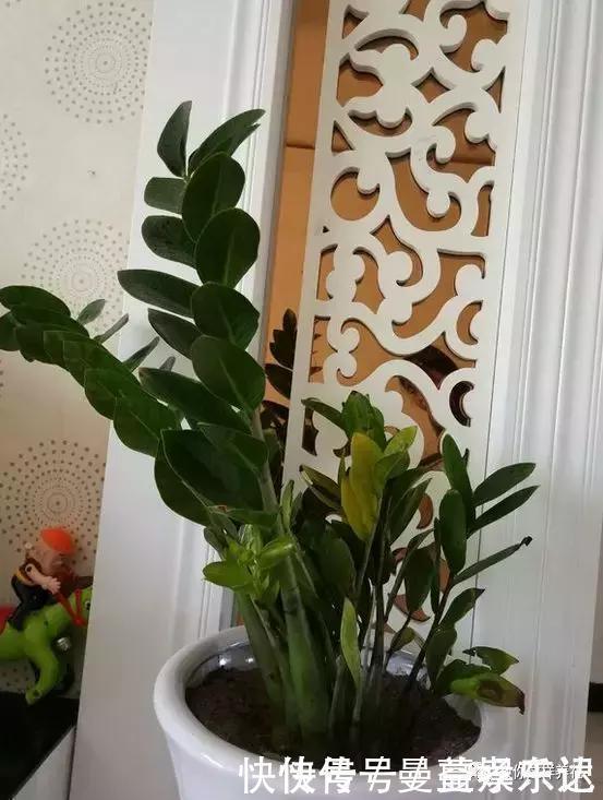 事业|家里3种花，镇宅旺事业，养的人越来越多了，看看你家有没有？