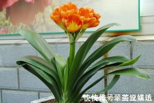 养分|花店老板说往绿萝君子兰盆里塞点它,叶子黑亮,疯狂开花!