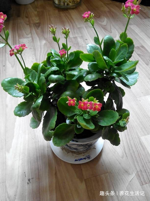 提前为长寿花,“打下”来年开花基础,这“3点”要时刻做好