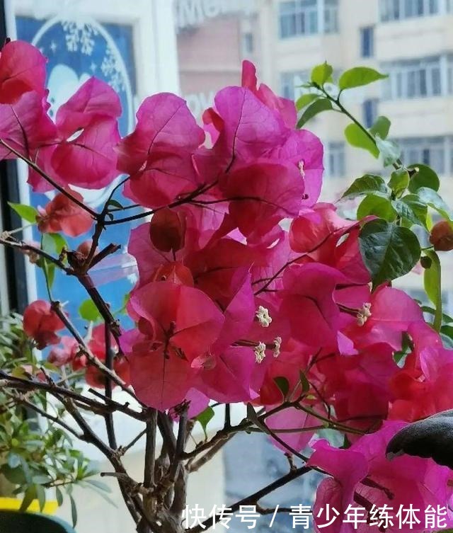 花市大捡漏,10种花现在买特合适,养一养就爆盆!