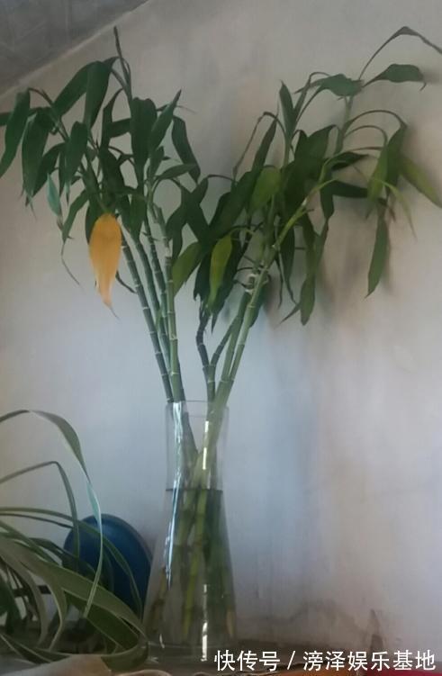 3种丑陋的花,很多人不愿养,可懂花的人都会养,难怪家庭更好了