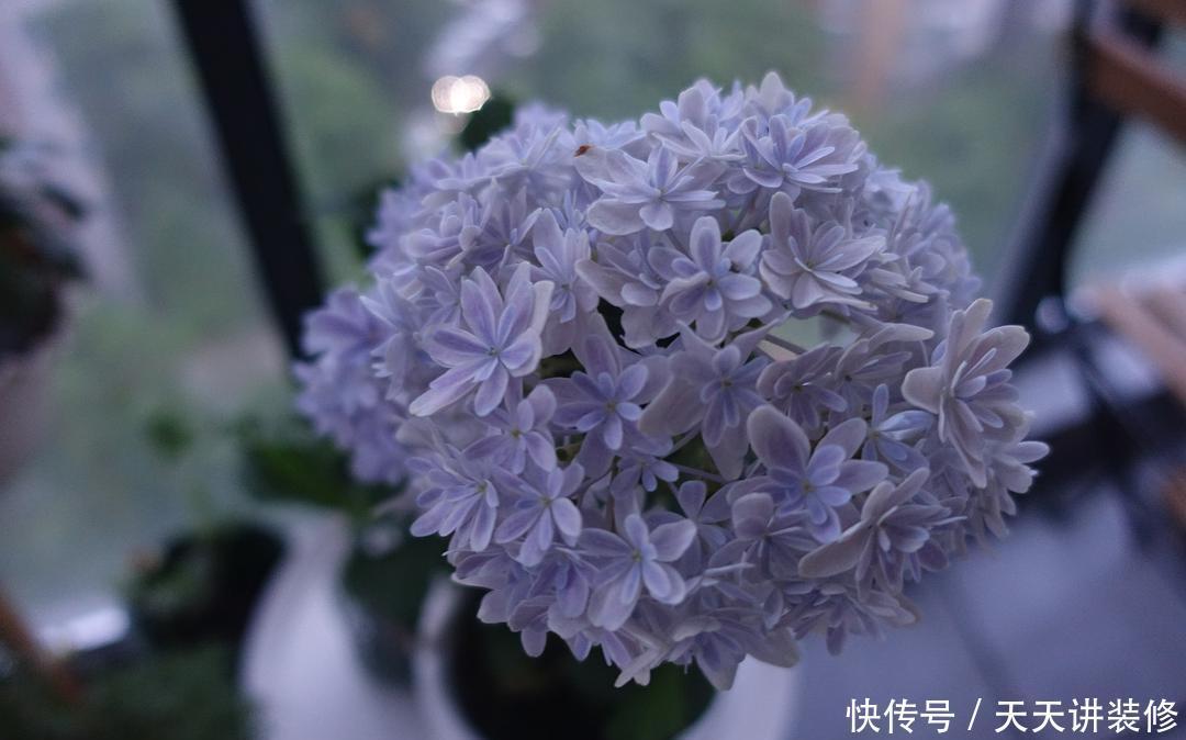 春秋开花的绣球花品种,新老枝条都有花,一起看看吧