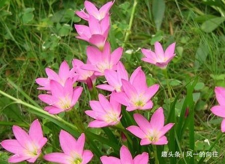 最喜欢夏天的三种花,越淋雨水长的越猛,轻松花开爆满盆