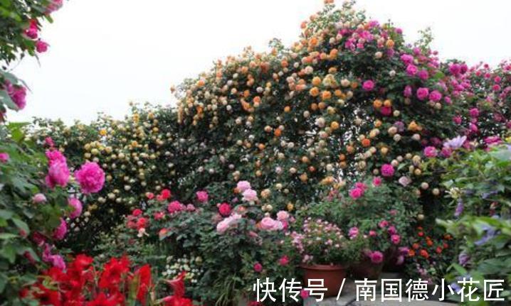 阿莫西林|家里过期药别丢,简单处理用来养花,杀菌又养根,比多菌灵好使