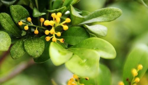 家养“米兰花”,做好三个前奏,枝繁叶茂,开花数量多