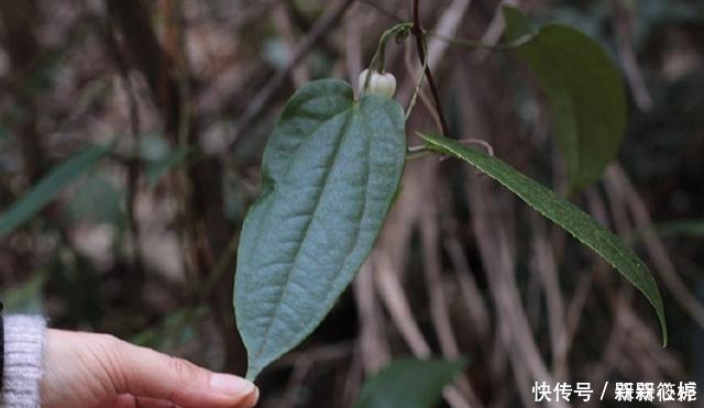 藤本皇后|若在山里遇见它,请别犹豫,马上移栽家中,值得你这么做!