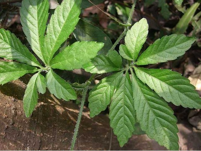 林子里|水沟旁的一野草,竟被称为“南方人参”,得三高的不用多吃药了