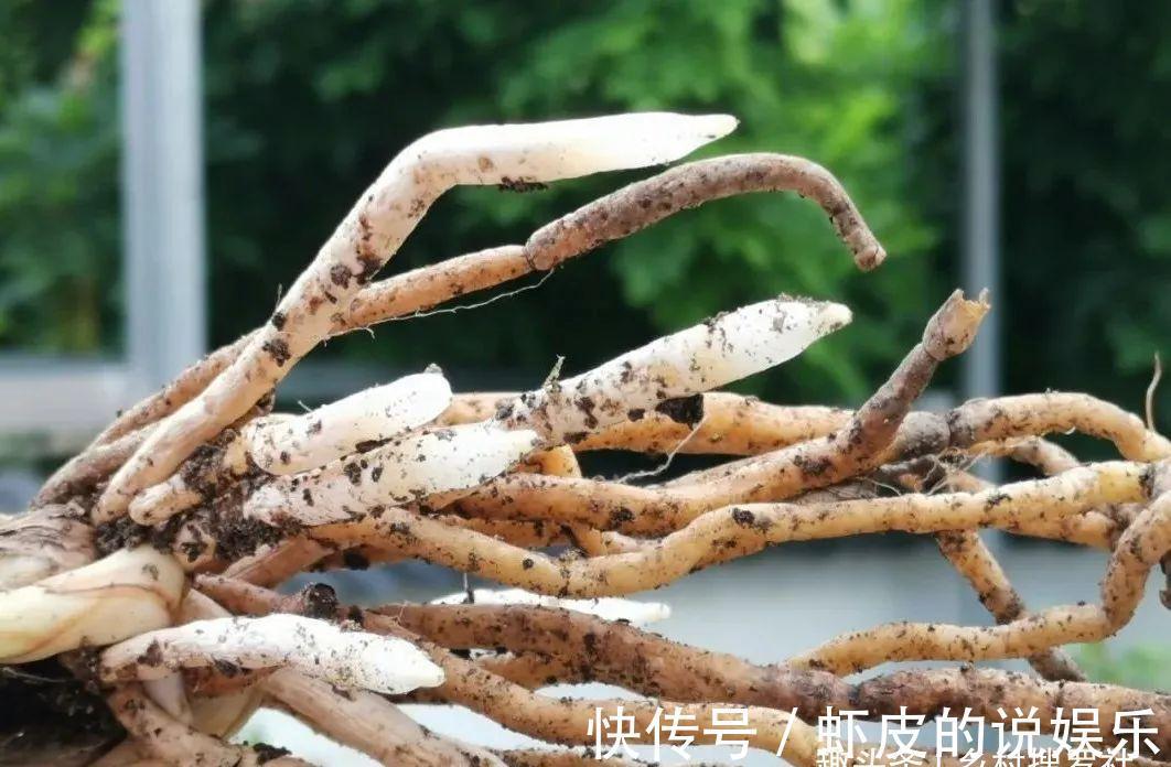 农夫阳台养兰花，浇水犯了各种错，依然叶茂花蕾多，秘密只有两点