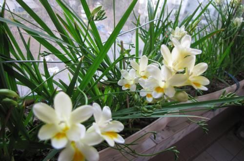 10年老花农养花从不买花肥，2种花肥简单易得，养一盆旺一盆