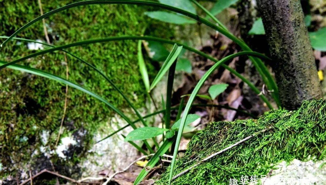 兰花喜酸还是喜碱?很多兰友虽明白,却都做错了