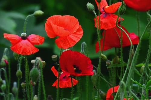 春天到了，路边的野花不要采