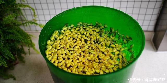 用了我这办法,发黄豆芽不会变臭一次就成功,五天就长15厘米高!