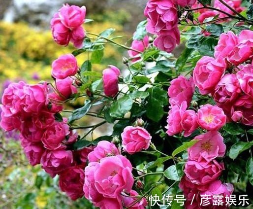 养花|名气很好听的花卉,很适合做成花墙的攀援花,养一盆家成花海