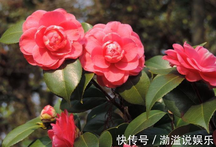 卡德法尔|喜欢菊花,不如养盆红十八学士,有傲梅风骨,高贵优雅,美