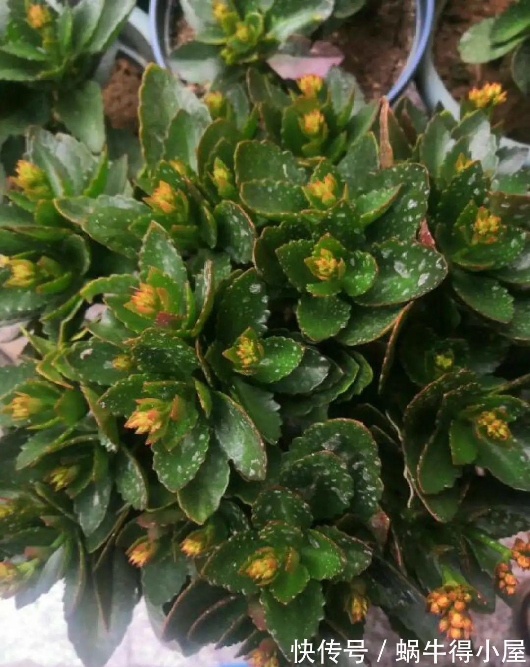 花苞|初秋8种花不能剪,轻则不开花,严重可能剩空盆
