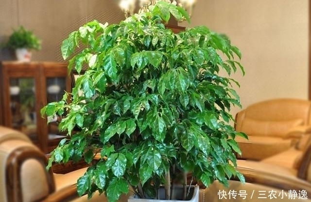 家里养花“讲究大”,2种花“镇宅”, 2种花旺家,要养起来