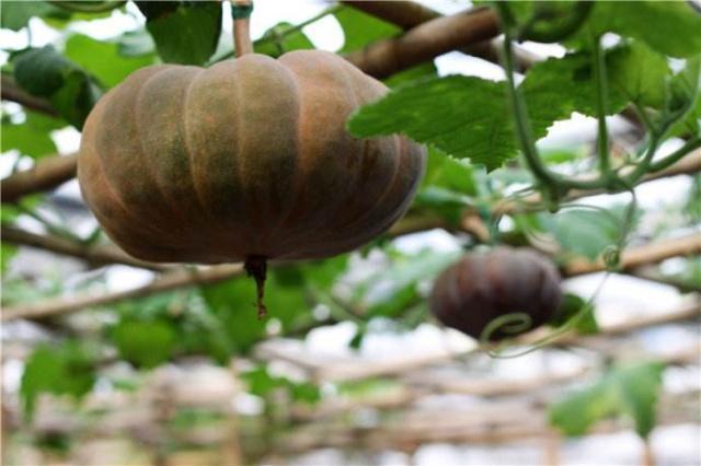 提个醒南瓜虽好，但是也有三个禁忌，吃错了，食补不成反伤身