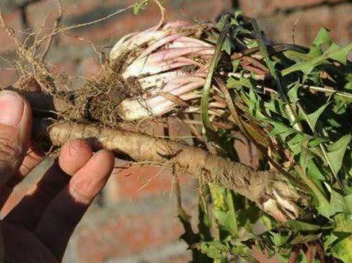  肝病的“死对头”, 只要每天吃一点, 排毒养肝, 肝病不攻自破