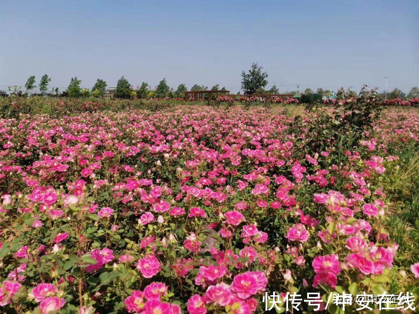 花瓣|超美！阜阳全年“赏花地图”出炉！建议收藏→