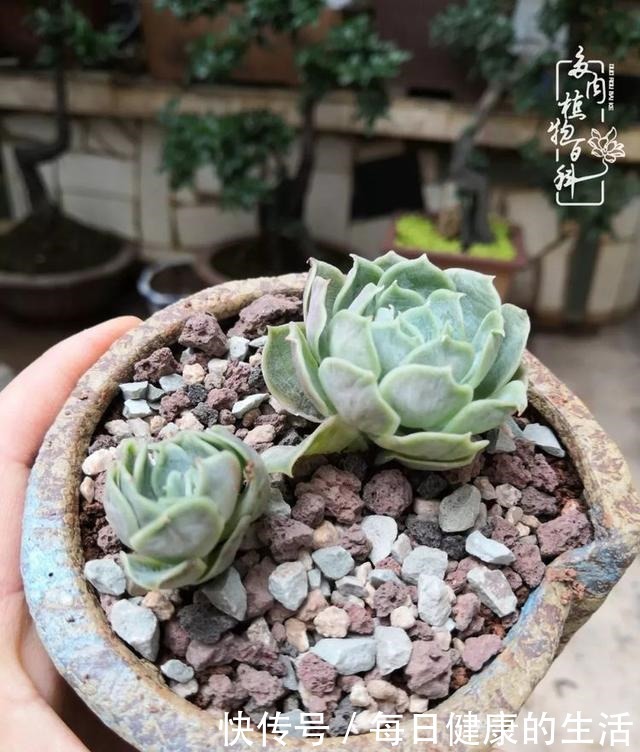 如何让多肉变美看看我是如何宠它们的!如何让多肉变美看看我是如何宠它们的!