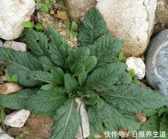 中年|山坡上一种“疙瘩草”,农民见到就拔,不知是珍贵“止咳药”!