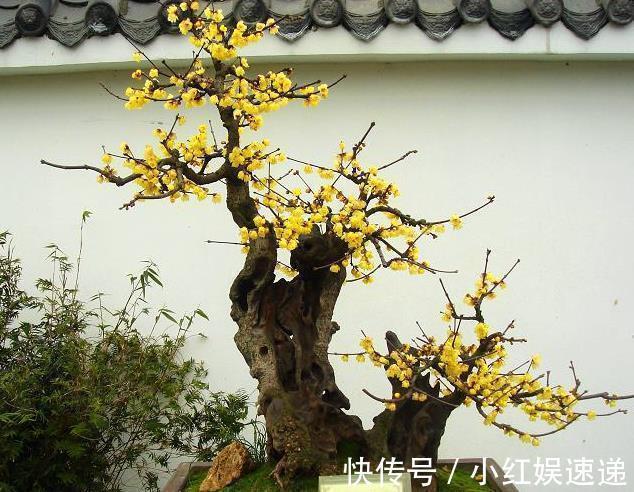 冬天|能开花的“2种树”,养2盆在客厅,可以长得很美,1千元也不卖