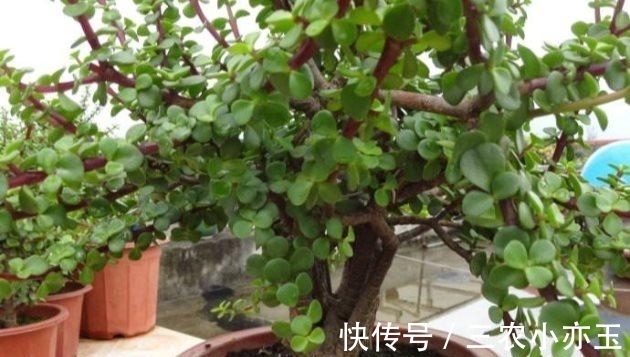 施肥|金枝玉叶这么养, 枝繁叶茂, 四季常绿!