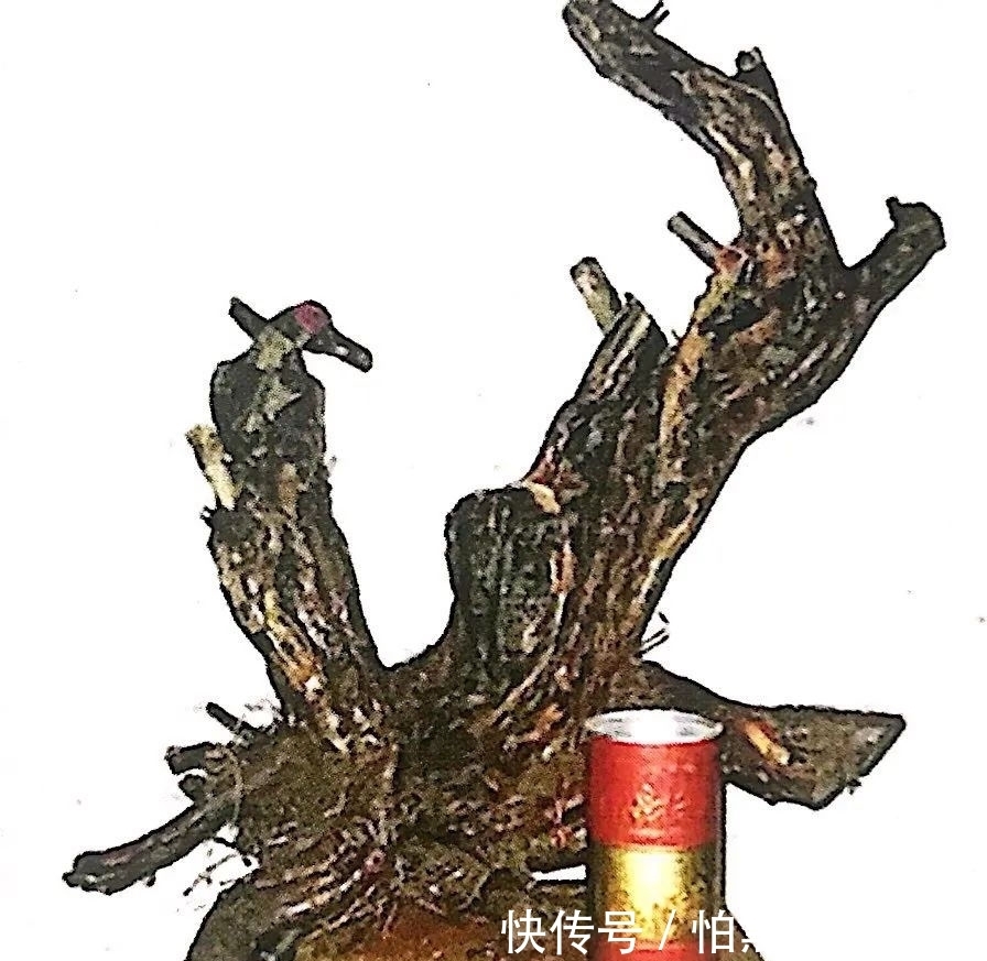 熟知雀梅习性后，临摹盆景设计案例，咱们的盆景作品指日可待！