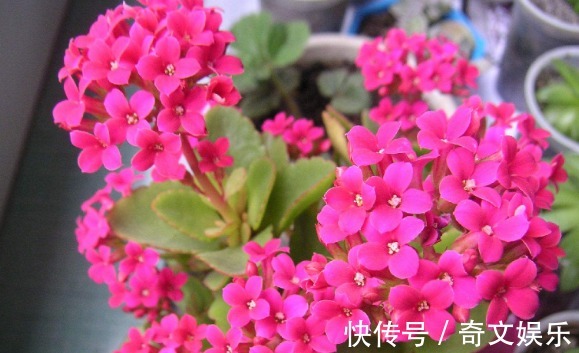 光照|养长寿花、天竺葵的小技巧,学会了让长寿花花开爆盆!