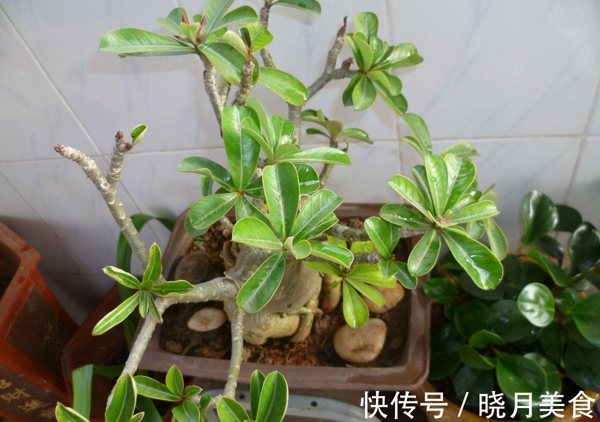 冷天养这8种花,有钱也要穷着养,断粮、少水更抗冻